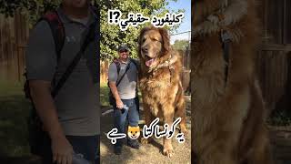 Clifford Dogs| كليفورد حقيق
