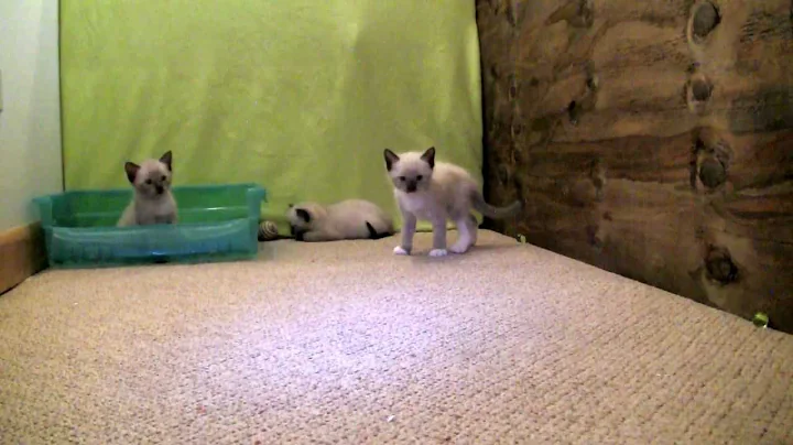 Watch the video about Snowshoe Siamese Kittens Playing 00211