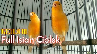 Kenari Gacor Full Isian Ciblek Mewah