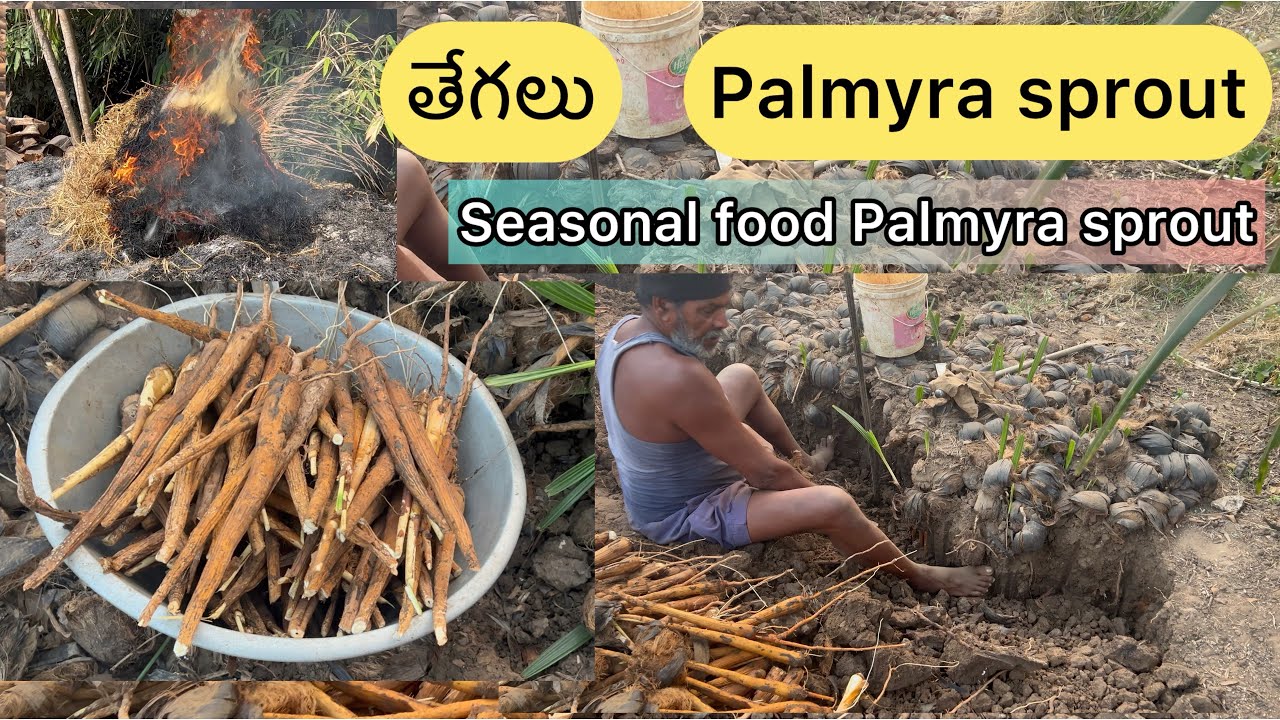 Ростки пальмы - натуральный продукт 😋