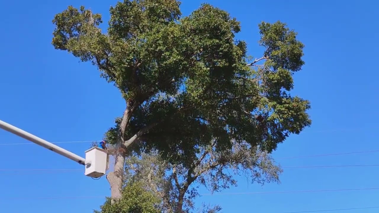 В Джексонвилле, Флорида, компания Tree Life 1 LLC (584TREE.COM) производит обрезку верхушки больш...