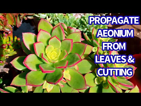 Video #370 PROPAGATION AEONIUM FROM LEAVES & CUTTINGS | Nhân... - youtube