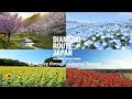 A journey through seasonal flowers:Diamond Route Japan 2025