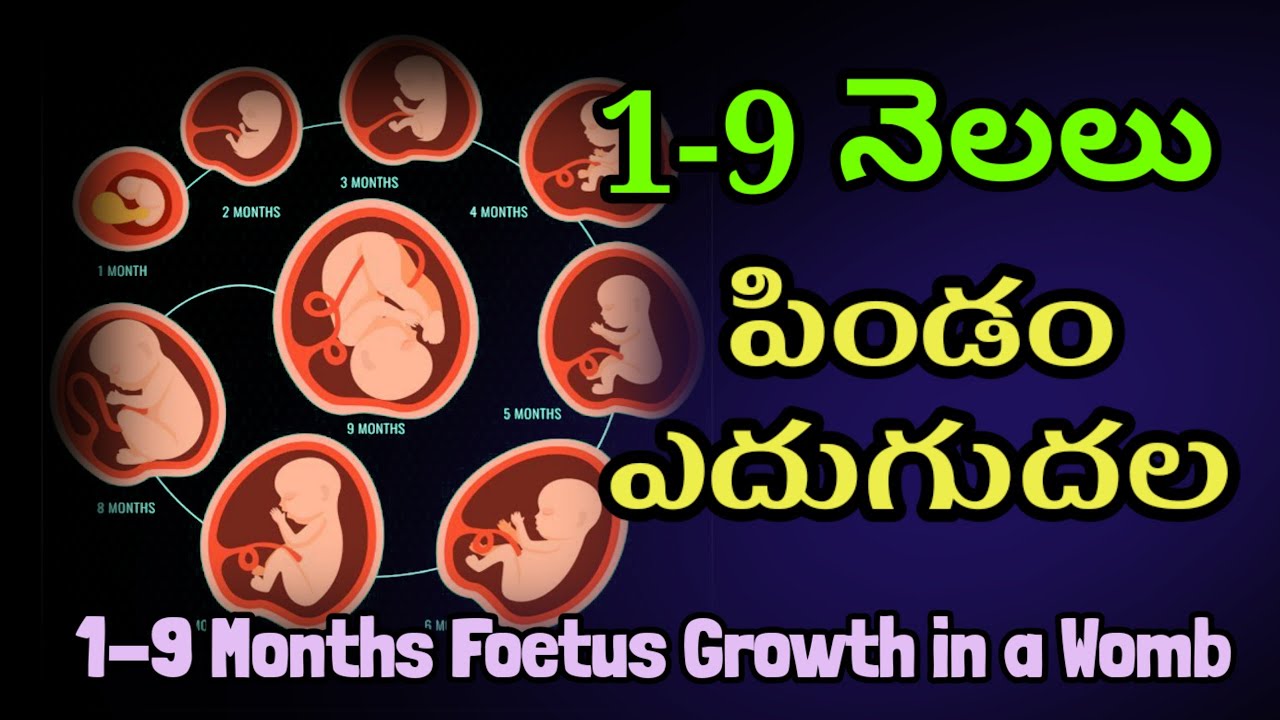 "Miracle of Life: From Conception to Birth - A Journey of Baby