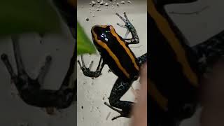 Phyllobates vittatus 🐸 #frog #nature