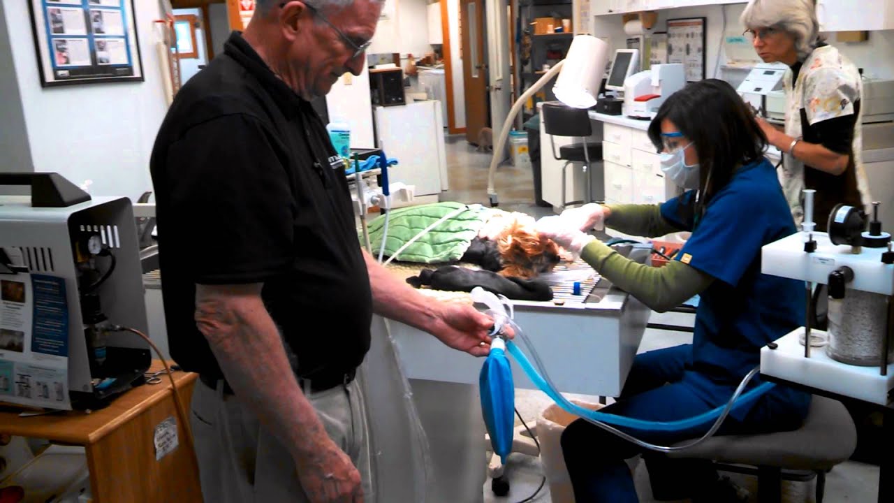 Vetamac SafeSigh NonRebreathing System Operational Video YouTube