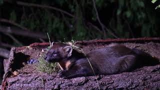 Pine Marten Amazing Close-Up View Cairngorms National Park Scottish Highlands 4K