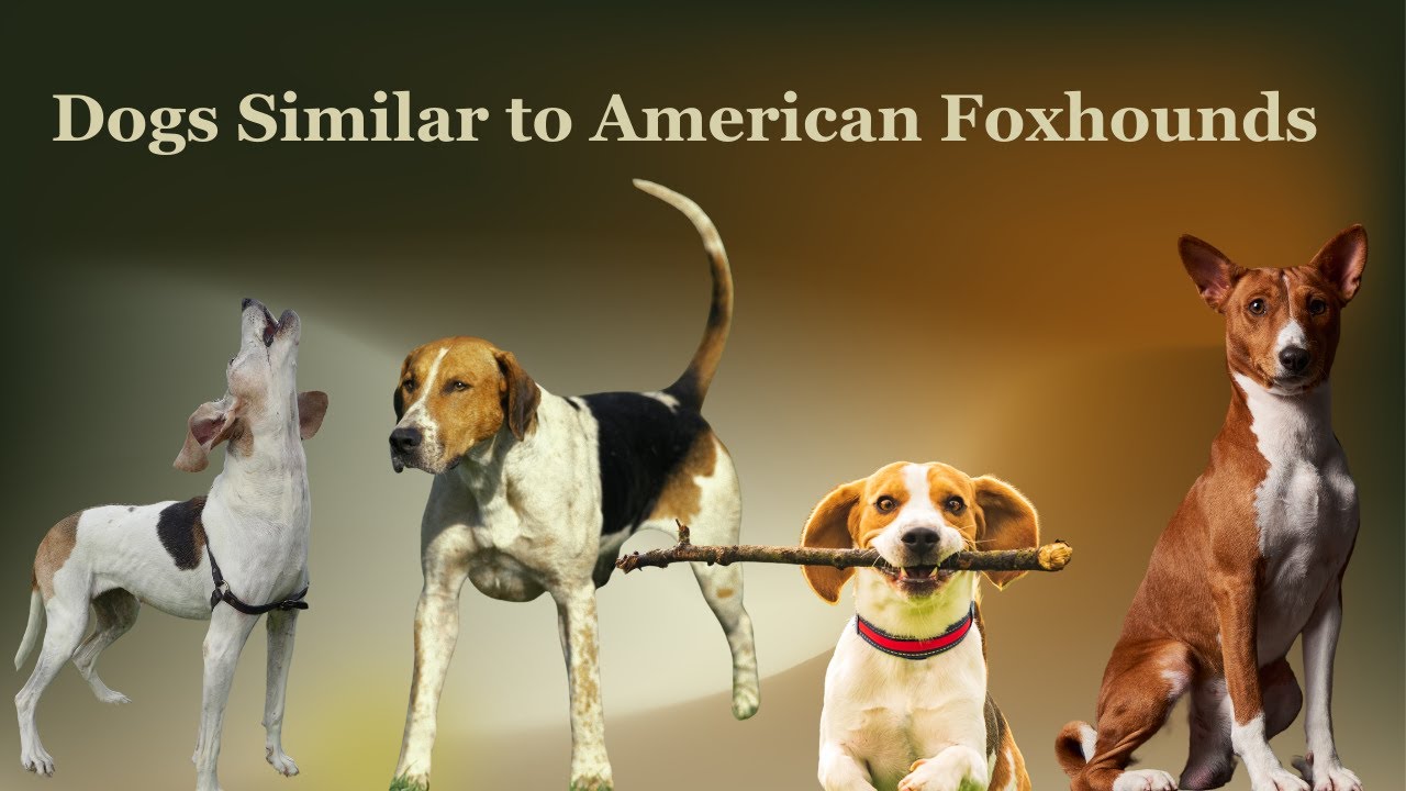Foxhound Friends Meet Similar Pups! 🐶👋Dog Twinsies Like American