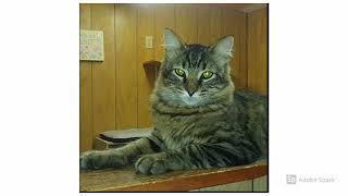 Pet Savers Top 5 Cats of the week
