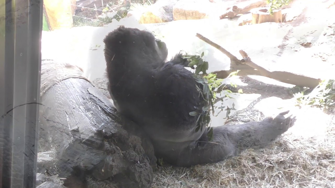 上野のゴリラ組長gorilla - YouTube
