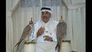 الرعاية البيطرية: الصقور في قطر