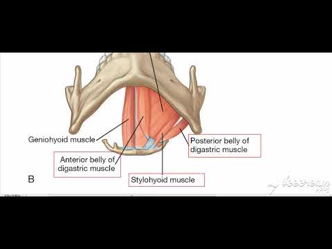 Suprahyoid muscles 4