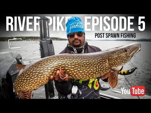 River Pike - EPISODE 5 - Post Spawn Fishing | Kanalgratis.se