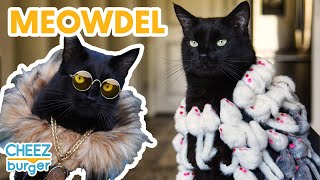 Watch This Cat Go From Rescue to Runway Model | I Can Has Cheezburger?