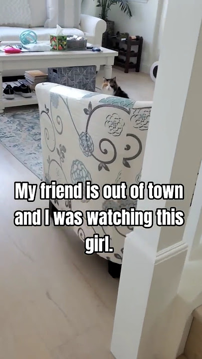 Cat just realized😮‍💨🥺🥰 #cat #cute #catshorts