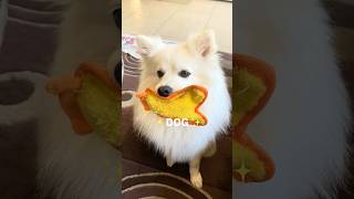 Problems? ✨DOG✨