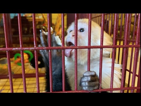 Capuchin Monkey Daily tasks of Owning