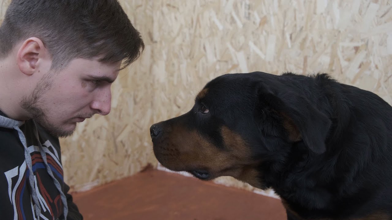 Стоит ли физически наказывать собаку? Стоит ли физически наказывать собаку?