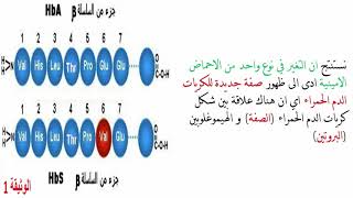 النمط الظاهري والنمط الوراثي|للسنة 2 ثانوي ع ت و 2 رياضي حسب التدرج الجديد