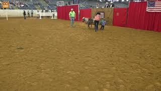 The Great American Ranch and Trail Horse Sale Lexington, VA