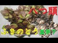 ふき（ふきのとう）の殖やし方（１）根挿し増殖　目指せ100品目　邑南町　駒川農園　21.2.17