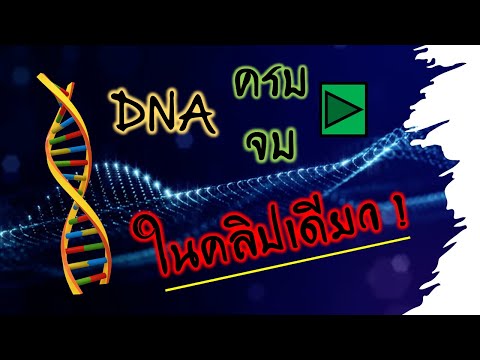 วีดีโอ: โมโนเมอร์ใน DNA เรียกว่าอะไร?
