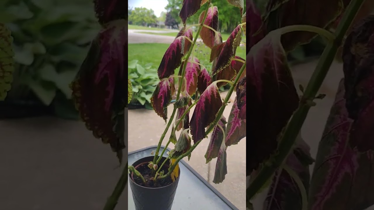 Update on Mealy bug infestation on Coleus.  