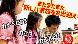 【新しい家族】またまた家族が増えた　ペット　ハムスター　ハムスター飼育　はじめての小動物　ペットのいる暮らし　ペットふれあい　ハムスター飼い方　ペットショップ　キンクマ　ゴールデンハムスター