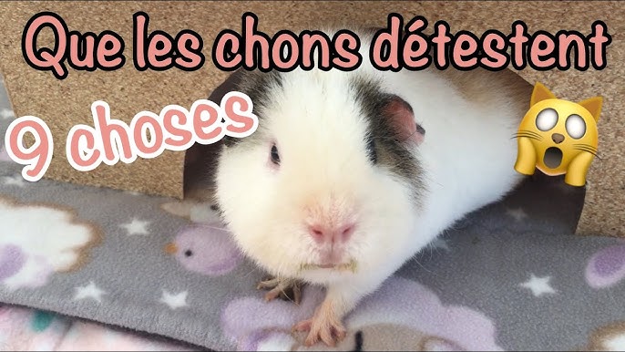 Que Fait Mon Cochon D Inde La Nuit Youtube