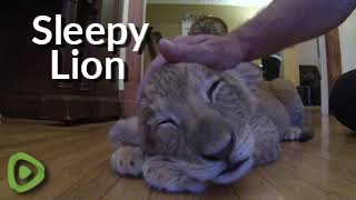 Sleepy lion cub purrs happily as he gets petted