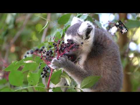 Les Makis Cattas raffolent des baies de Sureau - Zoo dUpie - Drôme France @Maryka46