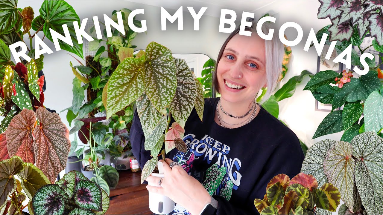 Must-Have Begonias! 🏆 Ranking My Favourite Varieties