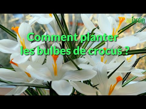 Vidéo: Crocus Flower Care : comment faire pousser un crocus