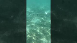 Exuma Wildlife : Barracudas hanging out near the shore #exuma #travel #vacation