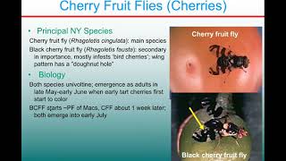 Stone Fruit IPM: Cherry Fruit Flies