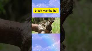 Ye Snake Fact Ap Log Nhi Jante Honge