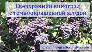 Сверхранний виноград с темноокрашенной ягодой. Сезон 2019 г. с 27  по 29 июля. Съемка С. Криули