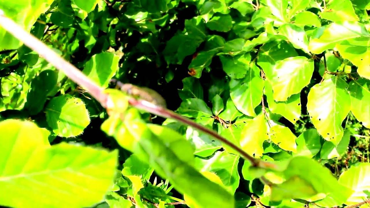 Naturbeobachtung Kamelhalsfliege(Phaeostigma notata(F. 1781))