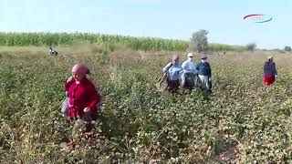Таъмини нақшаи истеҳсоли пахта дар хоҷагиҳои алоҳидаи вилоят.
