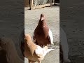 Pigeon Kabootar Kabootar Pigeon Kaftar Pigeonlove کبوتر کفتر Pakistanpigeons Afghani Viral Short Pigeon Kabootar Kabootar Pigeon Kaftar Pigeonlove کبوتر کفتر Pakistanpigeons Afghani Viral Short