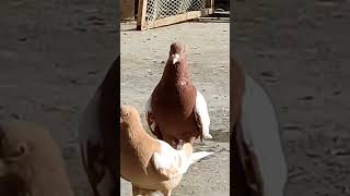 Pigeon Kabootar