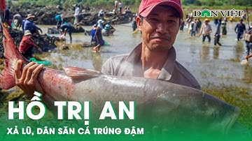 Hồ Trị An Xả Lũ, Dân Săn Cá Trúng Đậm | Báo Dân Việt