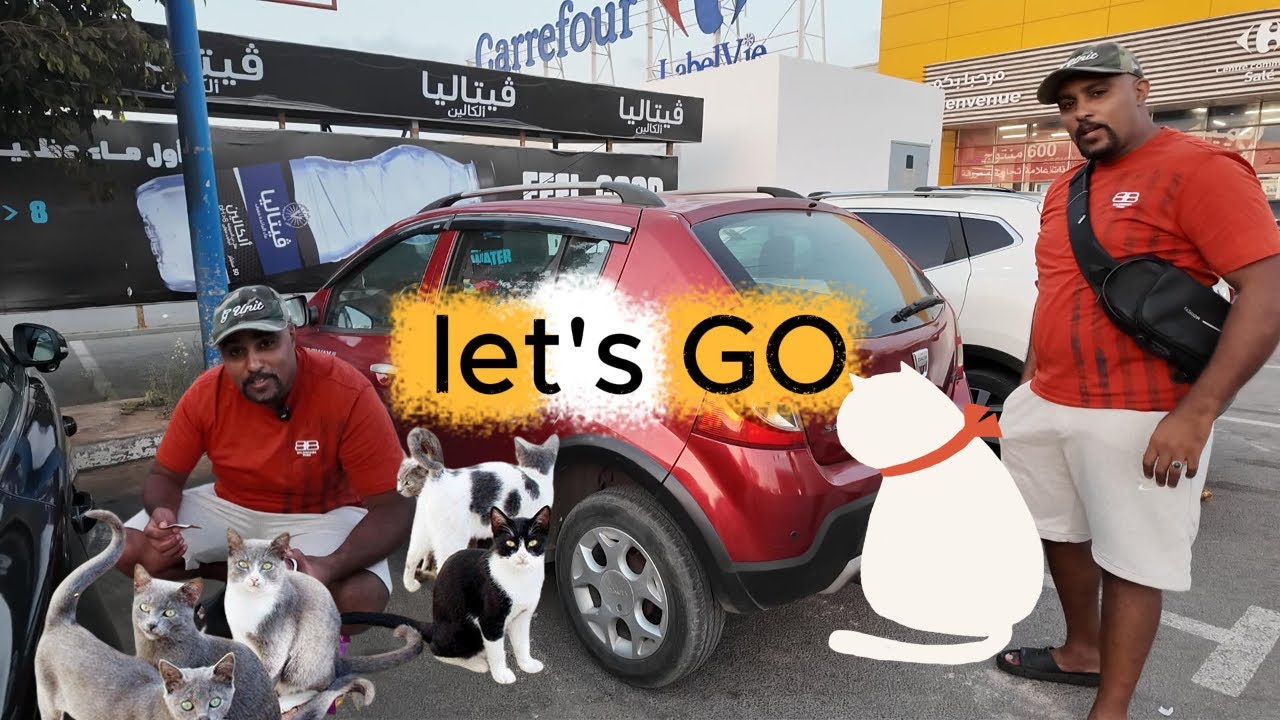 إطعام قطط الشوارع ❤️❤️