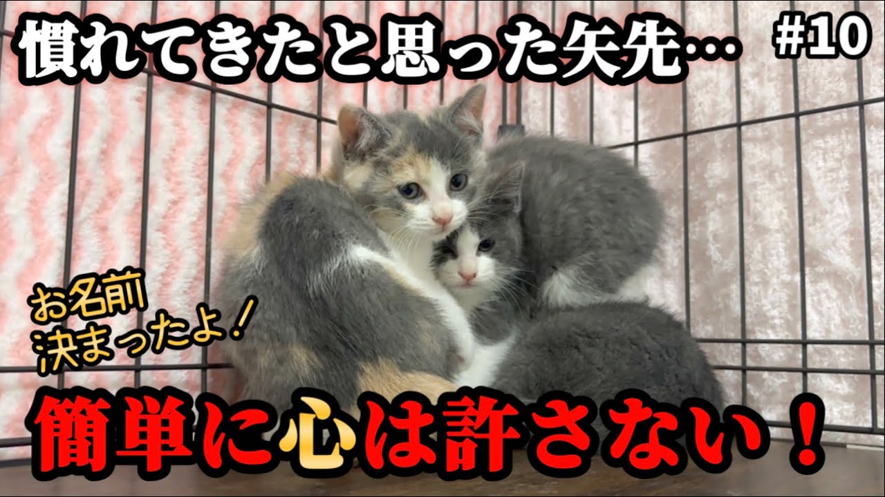 道は遠いのか…まだ人を信じられず寄り添い合う子猫達【一進一退】