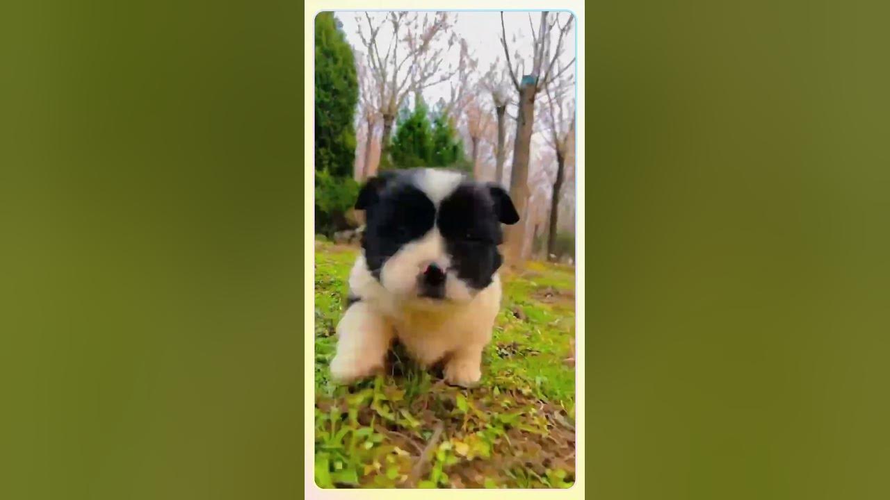 it-s-the-weekend-a-puppy-is-looking-for-friends-to-play-youtube