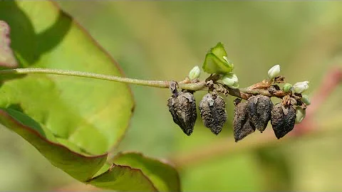 Sind Bucheckern das gleiche wie Buchweizen?