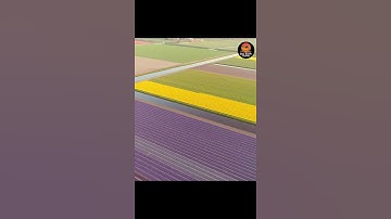 tulip fields Netherlands | most beautiful places |one earth travel #shorts