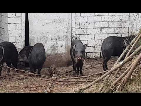 A group of collared peccary