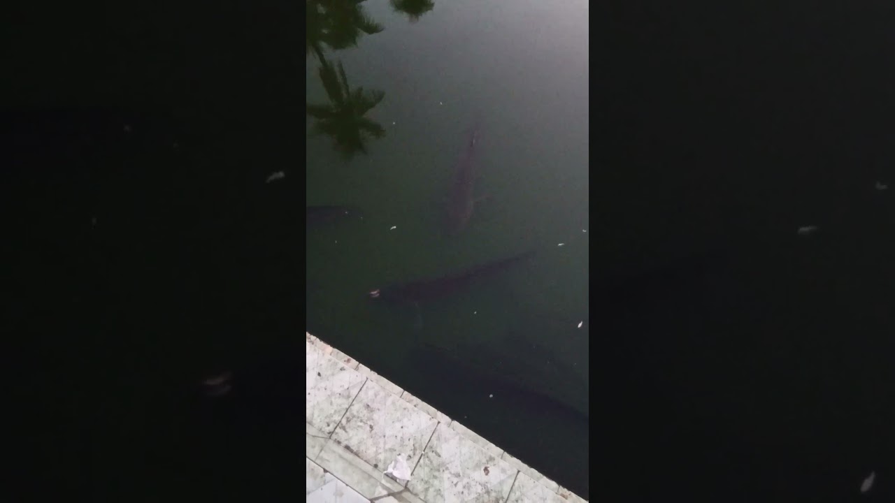 Amazing big fish from Shahjalal pond... 