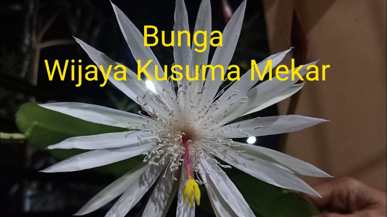  Bunga  Wijaya  Kusuma  Mekar YouTube